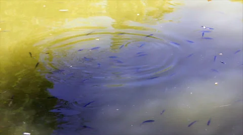 Small fish in shady water Stock Footage 33246530