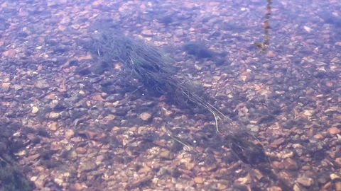 Small fish in a shallow river as seen from above Stock Footage 278337247