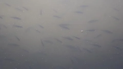 Small Fish Silhouettes Swimming Under Water Surface in a Quiet Lake Stock Footage 328640548