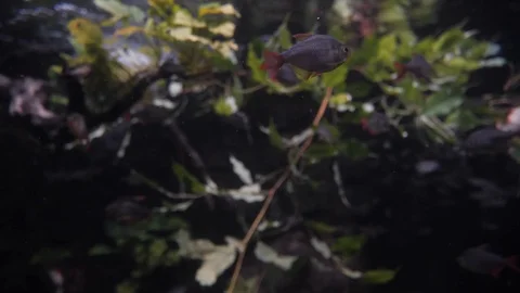 Small Fish in slow motion 库存影片 96721524