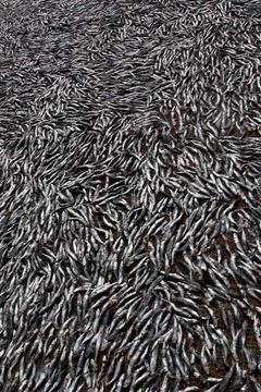 Small Fish Spread out On the Coast of Negombo - 25 Jul 2009 Stockfoto's