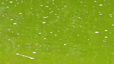 Small fish in still water Stock-Footage 318320044