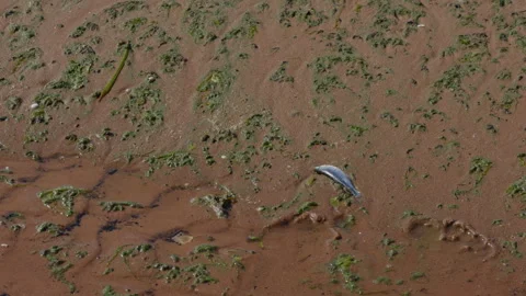 Small fish stranded on wet muddy shoreline with scattered seaweed and shallow Stock Footage 345609304