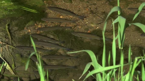 Small fish in the stream Stock Footage 47737581