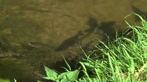 Small fish in the stream Stock Footage 47737633