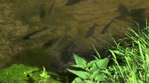 Small fish in the stream Stock Footage 47737697