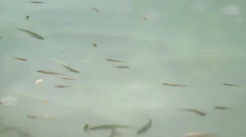 Small fish in the stream 스톡 동영상 53044138