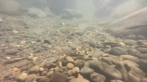 Small fish in a stream, underwater shot, Catarata Uvita, Puntarenas Province, Stock Footage 322696700