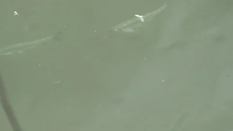 Small fish on the surface of the river 動画素材 130212931