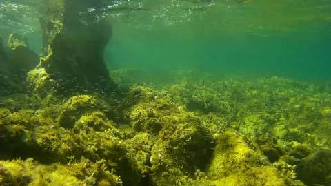 Small fish swarm swims in medium waves in shallow waters of dalmatian bay Stock Footage 287378883