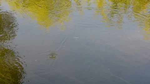 Small fish swim against the current in the river Stock Footage 90333049