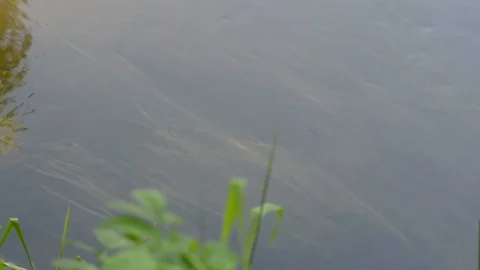 Small fish swim against the current in the river Video stock 90333086