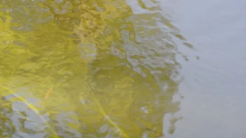Small fish swim against the current in the river Stock Footage 90333193