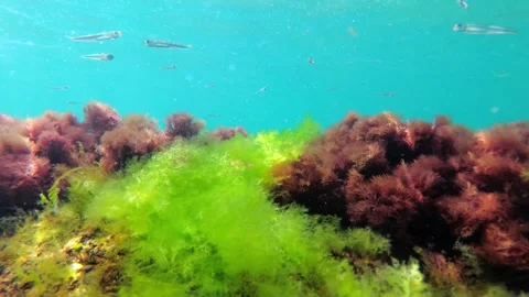 Small fish swim on the bottom of the Black Sea Stock Footage 307021871
