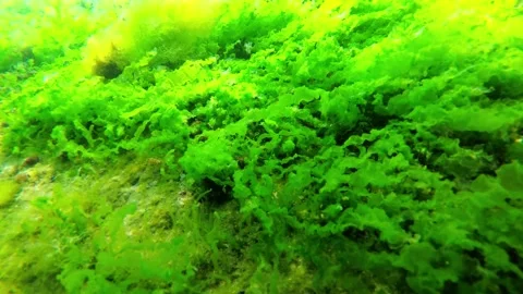 Small fish swim on the bottom of the Black Sea with algae growing on the ston Stock Footage 307024288