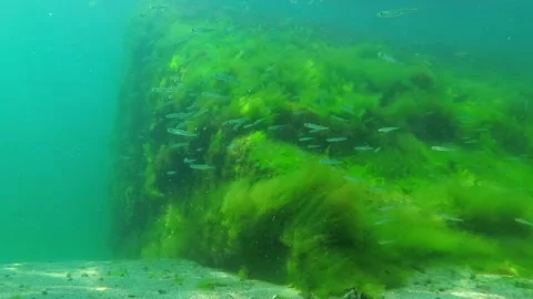 Small fish swim on the bottom of the Black Sea with algae growing on the ston Stock Footage 307024946