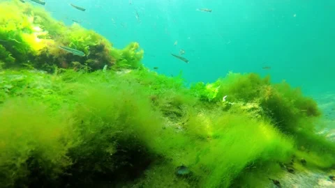 Small fish swim on the bottom of the Black Sea Stock Footage 307025099