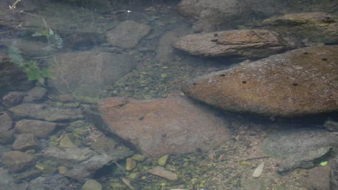 Small fish swim in the clear brook Stock Footage 241233433