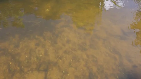 Small fish swim in clear shallow pond water above a sandy natural bottom Stock Footage 344055146