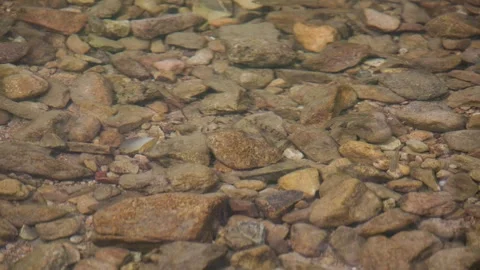 Small fish swim in the clear stream Stock Footage 241141415