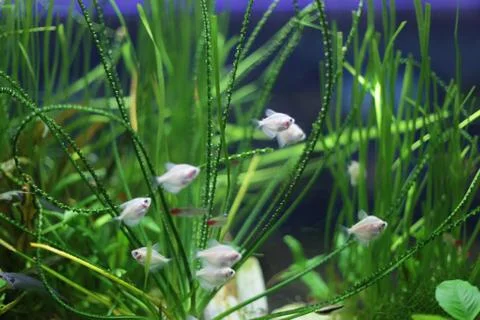 Small fish swim. Stock Photos