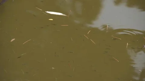 Small fish swim in a pond Stock Footage 259221889