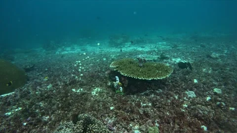 Small fish swim into table coral on a coral reef in Indonesia Video stock 284927645
