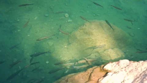 Small fish swim under river water over sandy bottom by stone Stock Footage 143343358