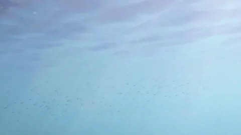 Small fish swim under the surface of the water Video stock 80964505