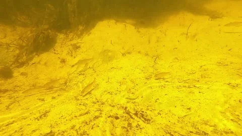 Small fish swim underwater in a river with a sandy bottom on a sunny day Stock Footage 162854557