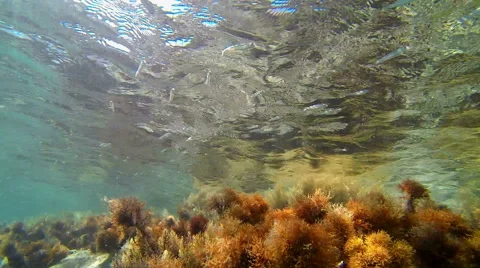 Small fish swimming above algae swaying in shallow water in sea Stock Footage 42754954