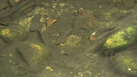 Small fish swimming above fallen leaves on muddy bottom in clear still water 스톡 동영상 334518616