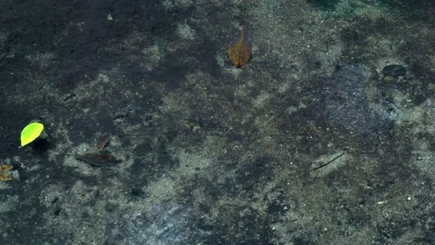 Small Fish Swimming Above Muddy Bottom in Shallow Mangrove Water Stock Footage 341375151