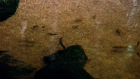 Small Fish Swimming Above Sandy Streambed Stock-Footage 342783624