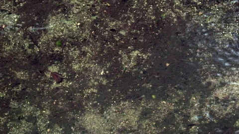 Small Fish Swimming Above Silty Shallow Bottom Stock Footage 340600901
