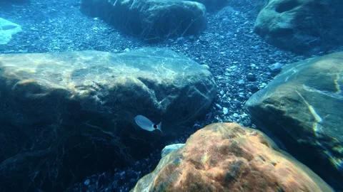 Small fish swimming among underwater rocks Stock Footage 345613807
