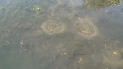 Small fish swimming around spawning nests in a shallow pond Stock Footage 340335505