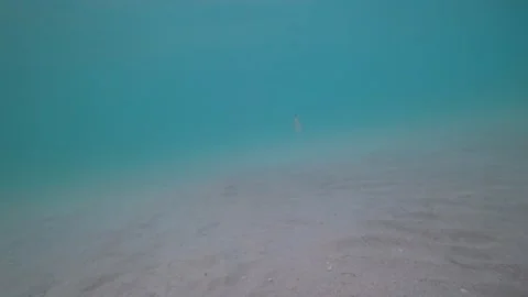 Small fish swimming away from camera in clear turquoise water Stock Footage 311713411