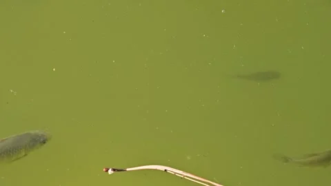 Small fish swimming beneath pond surface near reed stems Stock Footage 331221052