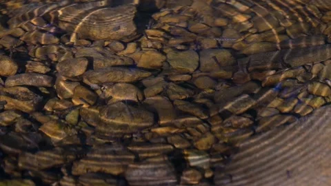 Small Fish Swimming in Clear Forest Stream with Stones, Lummelunda Gotland S Stock Footage 331082088