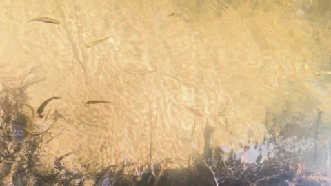 Small fish swimming in clear shallow water with a sandy riverbed. 스톡 동영상 312898183