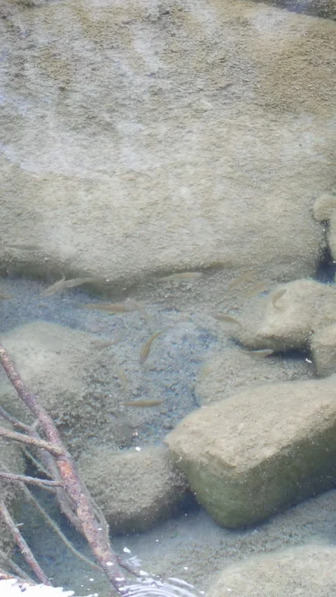Small Fish Swimming In Clear Shallow River Water With Rocks - 4k Vertical Video stock 337963529