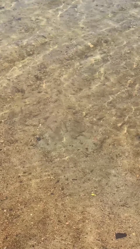 Small Fish Swimming in Clear Shallow Water Over Sandy Bottom Stock Footage 346503088