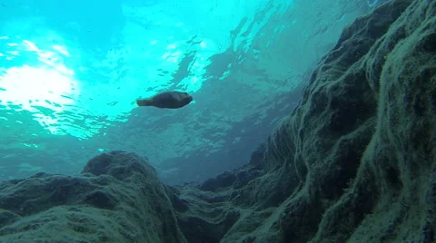 Small fish swimming in deep water Stock Footage 42736582