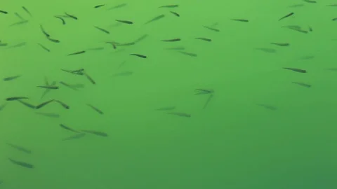 Small fish swimming, detail of green colored water. Stock Footage