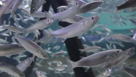 Small fish swimming Video stock 153658302