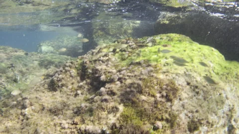 Small fish swimming in a freshwater ecosystem, sunlight beams piercing the water Vidéo 343070639