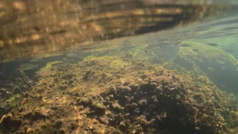 Small fish swimming gracefully in a school over algae covered rocks in clear, Stock Footage 343549753