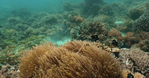 Small fish swimming inside the dense brown tentacles of a reef. Stock-Footage 253778382