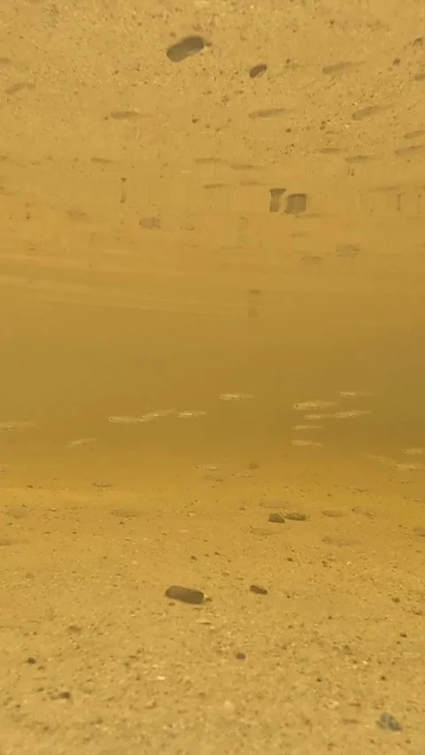 Small Fish Swimming Low Over Sandy Seabed in Warm Shallow Water Vídeo Stock 340394339